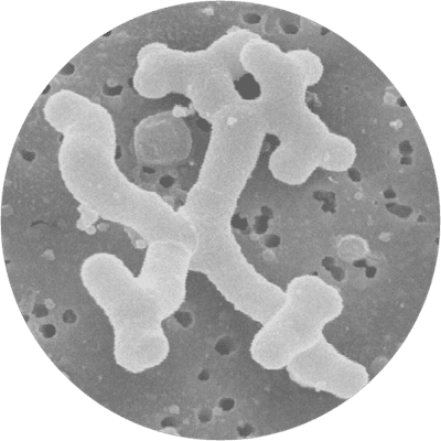 Bifidobacterium lactis Bl-04® | Database